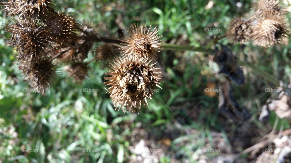 Nature, Flora, No Person, Outdoors, Leaf