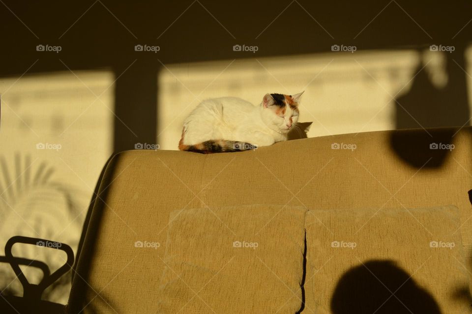 cat sleeping home on a sofa in sunlight and shadows favourite spot at home