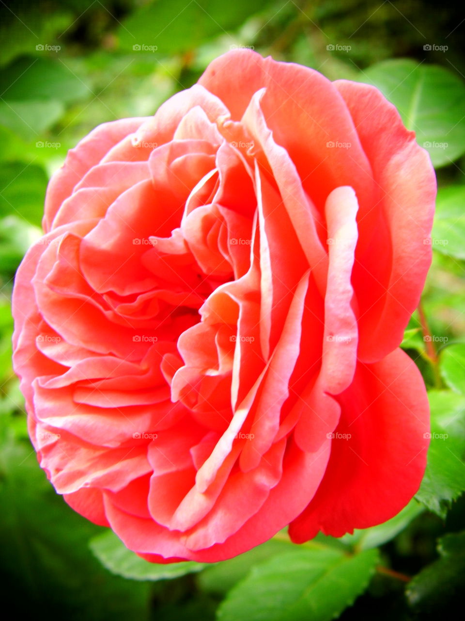 red rose in the garden