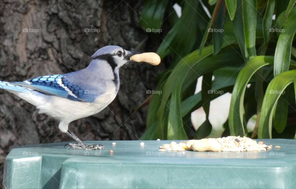 Blue Jay with peanut