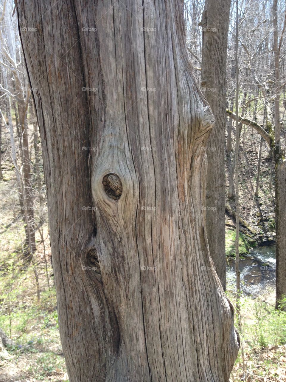 Wood, Tree, Nature, Wooden, Log