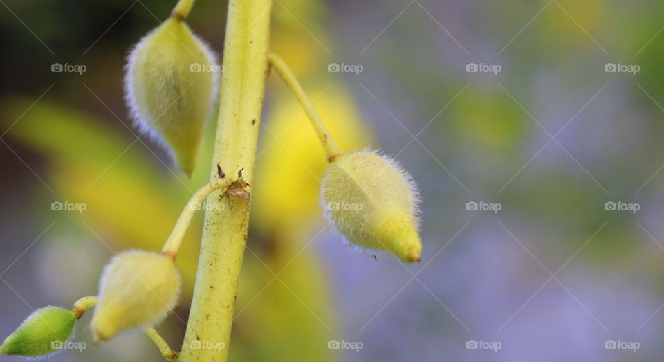 Candle flower fruit ...