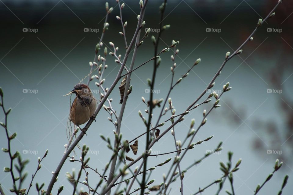 Close-up of a sparrow sitting between twigs with small twigs in its beak 