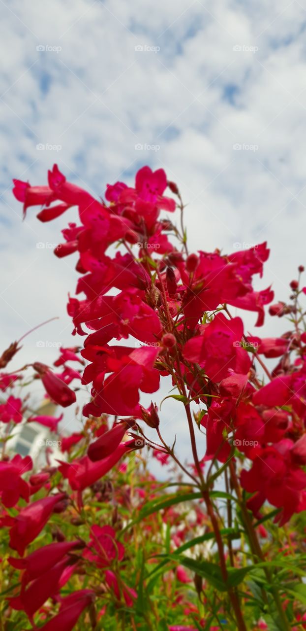 Beautiful flowers