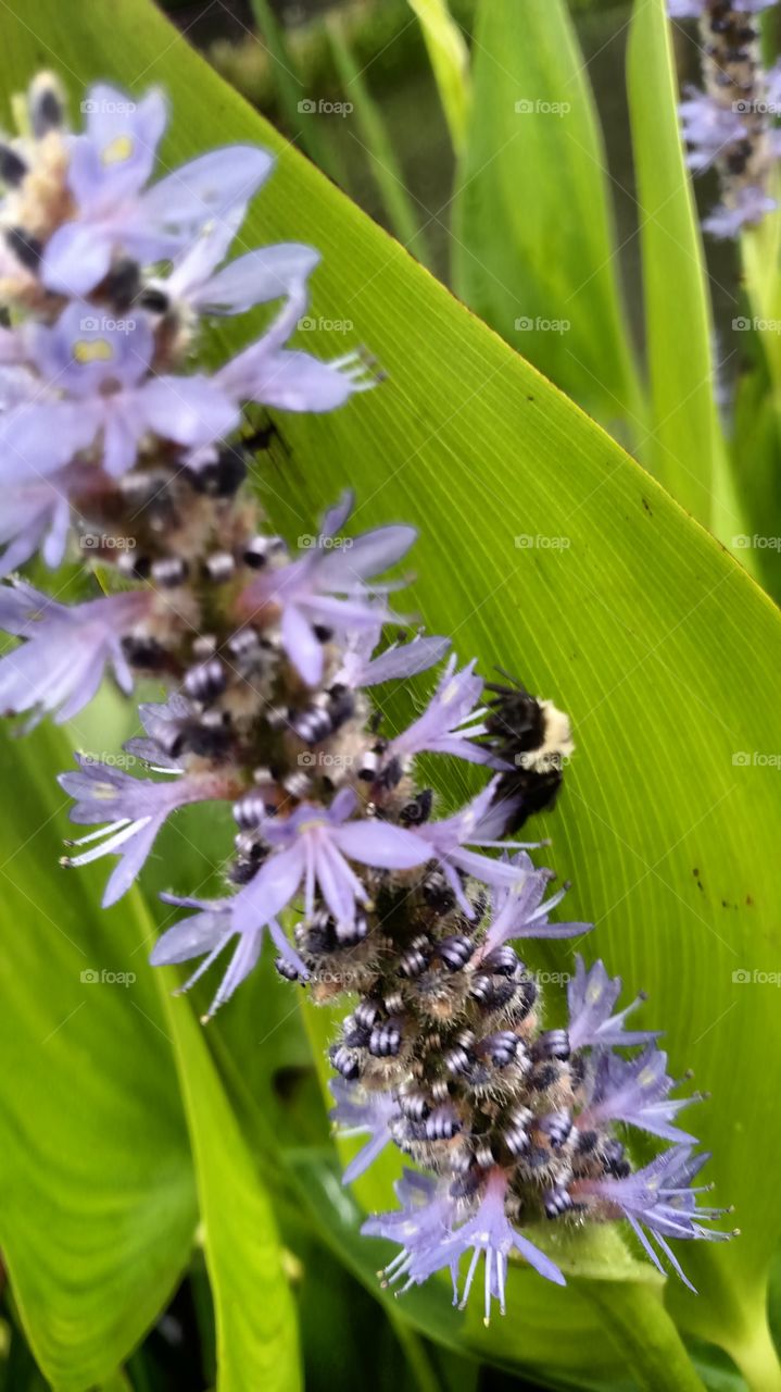 bees at work