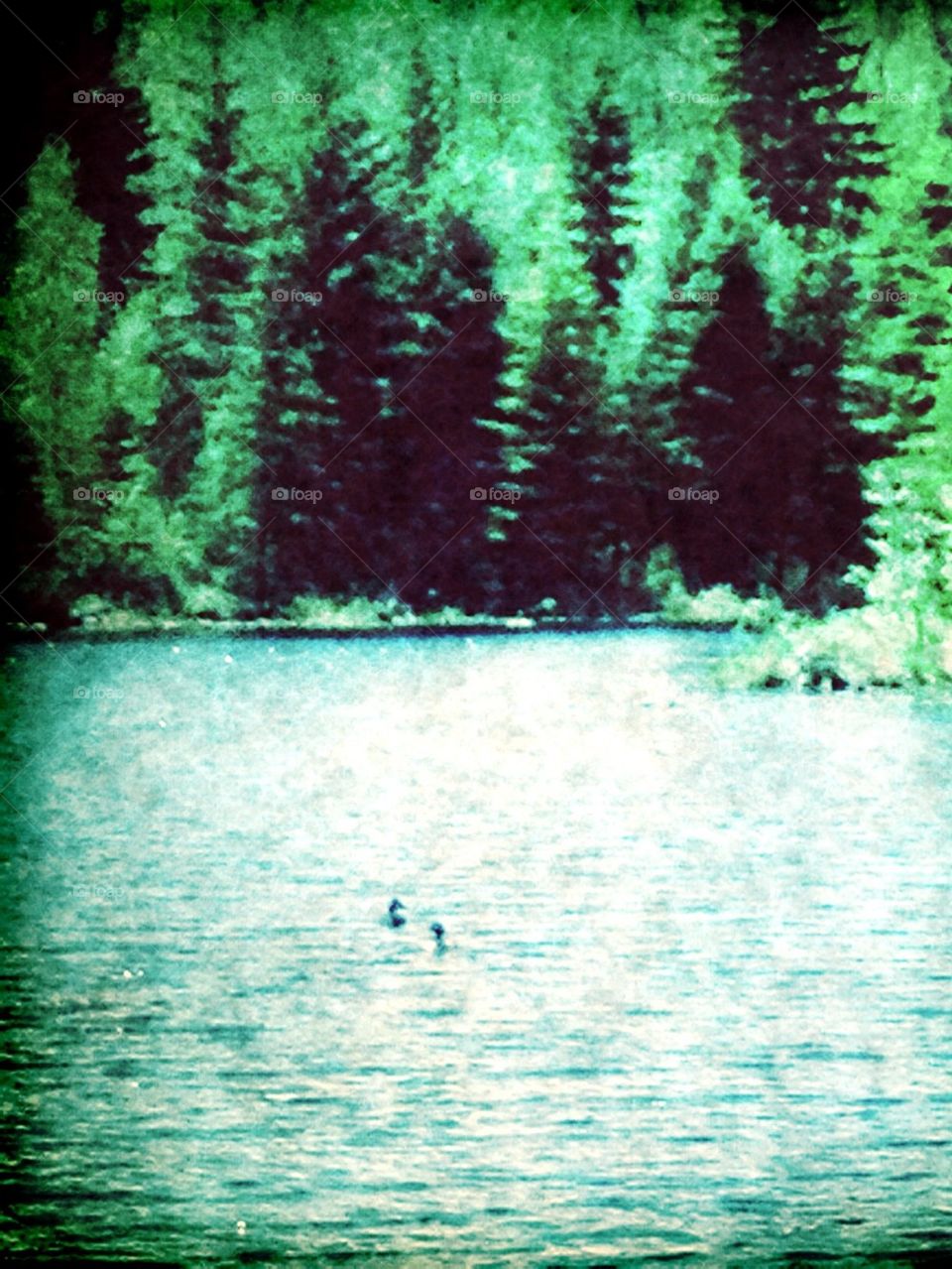 Ducks on Pond