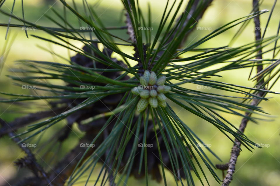 pine trees new growth