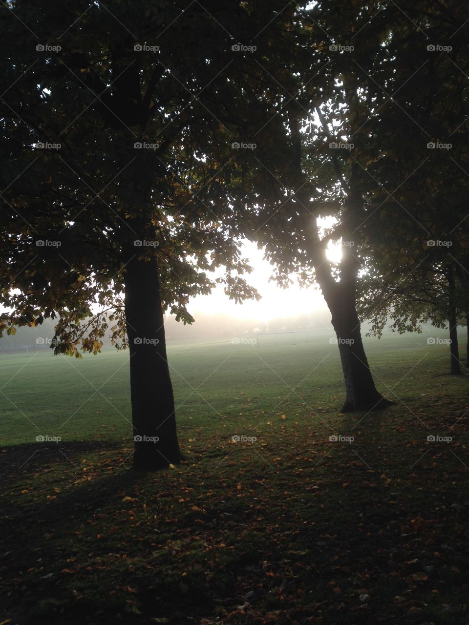 Misty morning. Walking to work on a misty morning