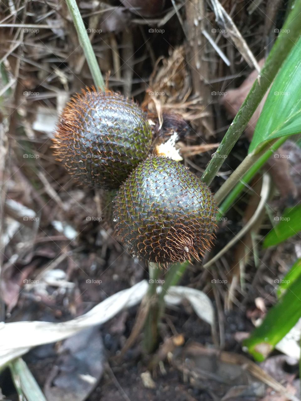 Salak is a type of palm fruit commonly eaten