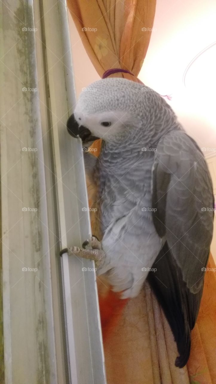African grey parrot