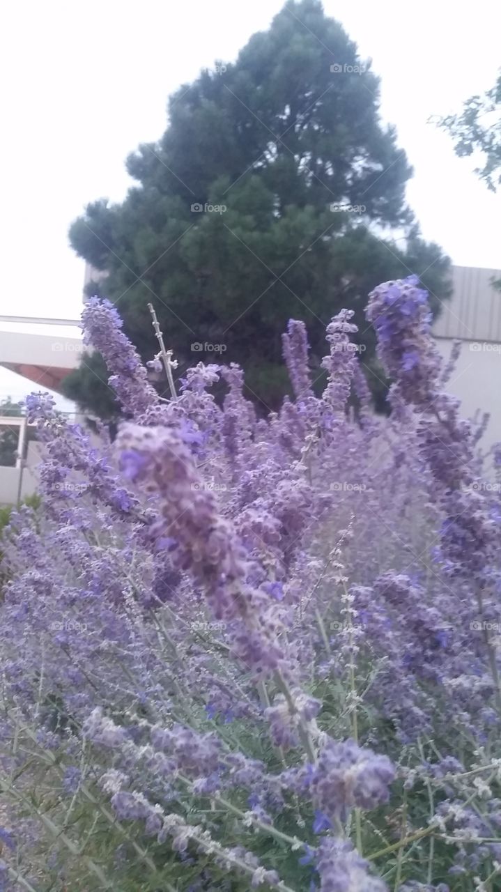 Purple Sage