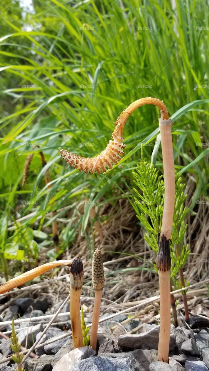 A Very Interesting Plant Growing Wildly