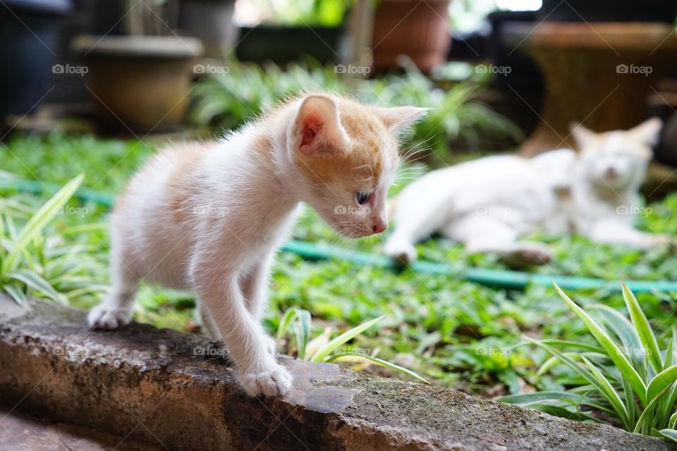 kitten playing in a garden with mom cat