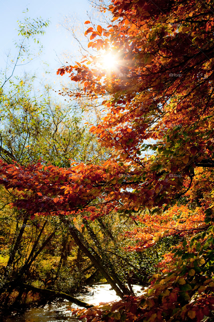 Fall, Leaf, Tree, Nature, Wood