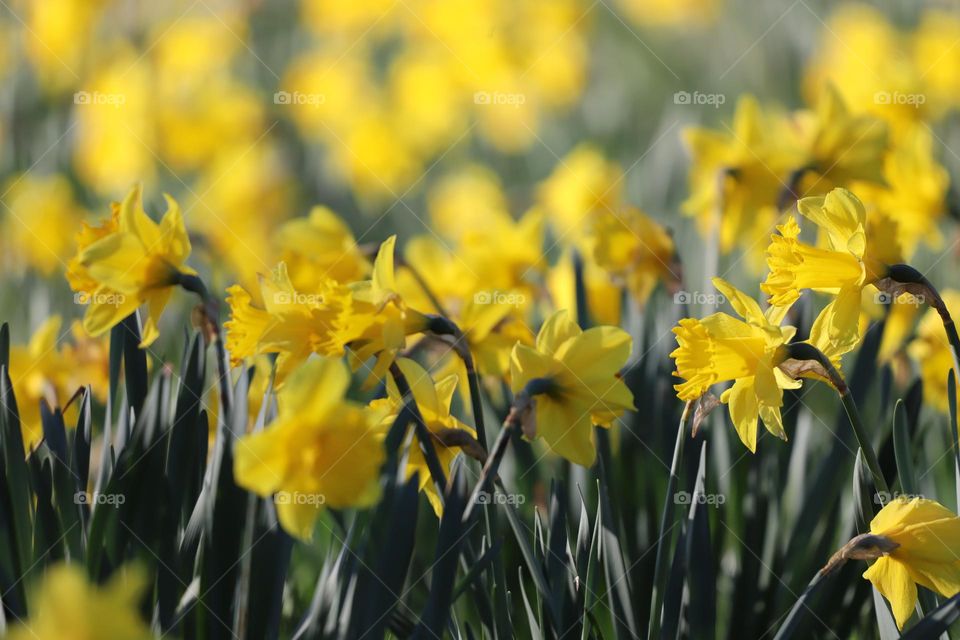 Daffodils blooming in early spring 