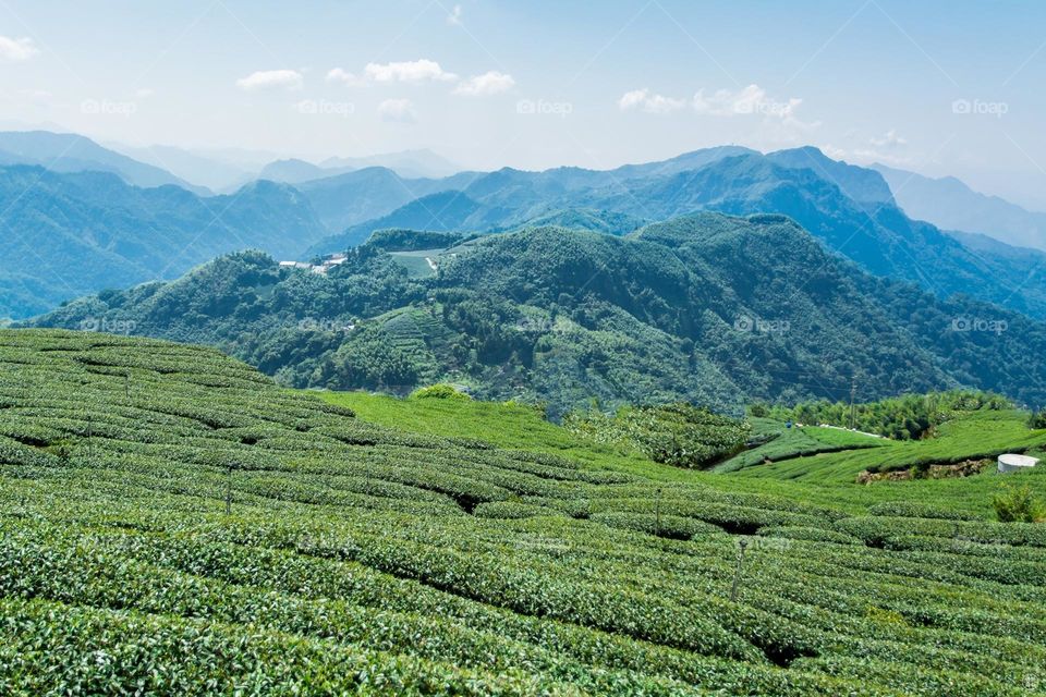 Beautiful mountain scenery with tea garden
