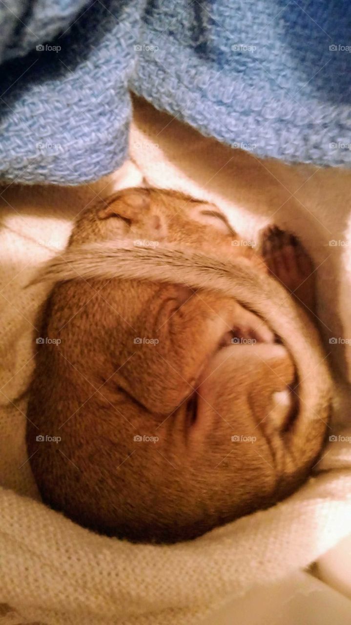 baby squirrel sleeping