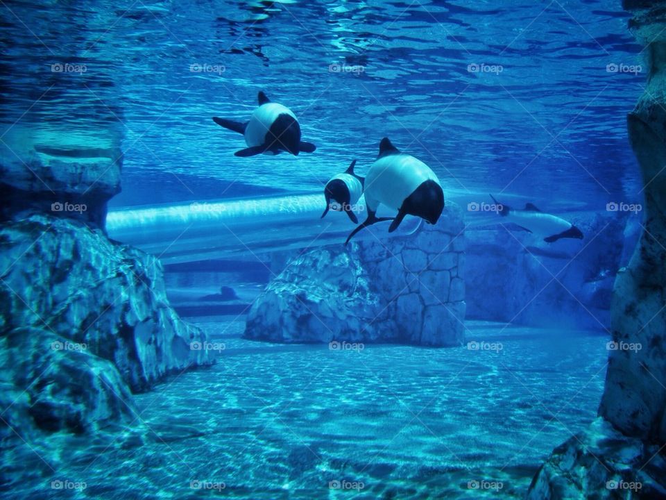 Dolphin Slide!