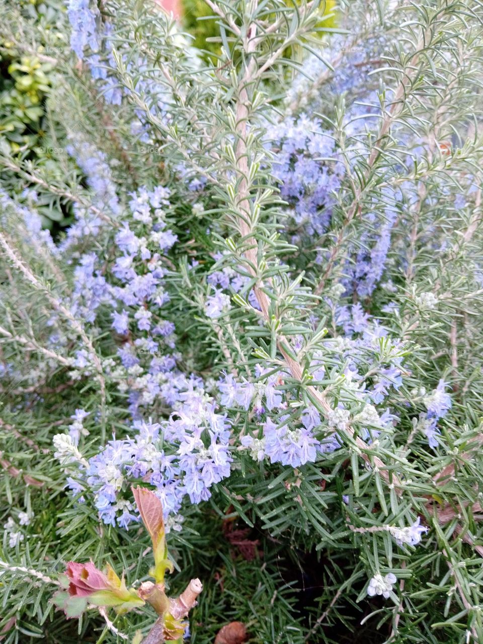 rosemary