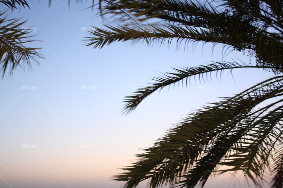 Palm tree landscape. Landscape of a Palm tree 