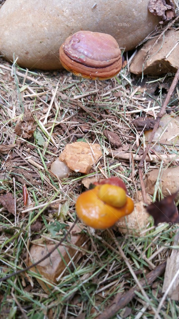 Fall, Nature, Food, Fungus, Wood