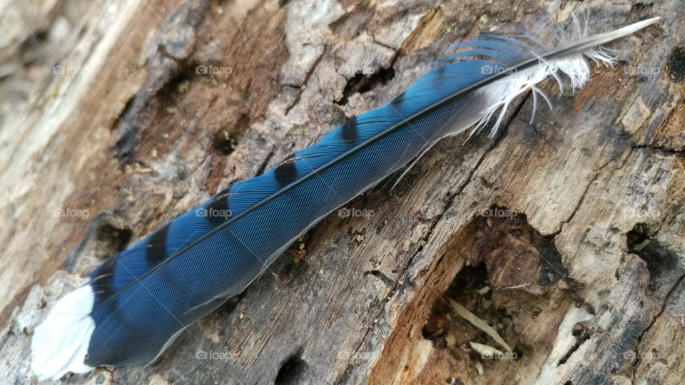 Blue feather in nature