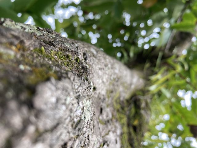 Up to the top of tree