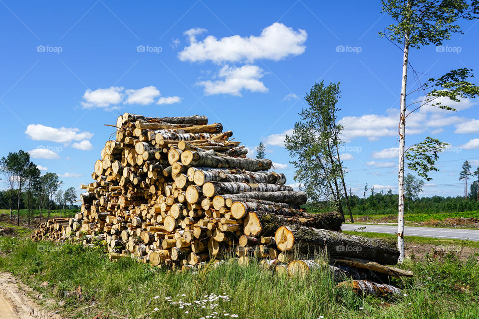 deforestation, stack of cutted trees ready for transportation, timber harvesting
