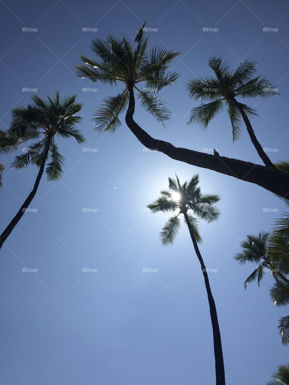Tree, Palm, No Person, Beach, Seashore