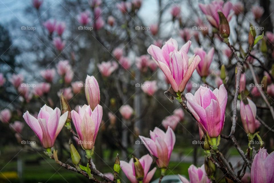 Magnolia tree blossoms