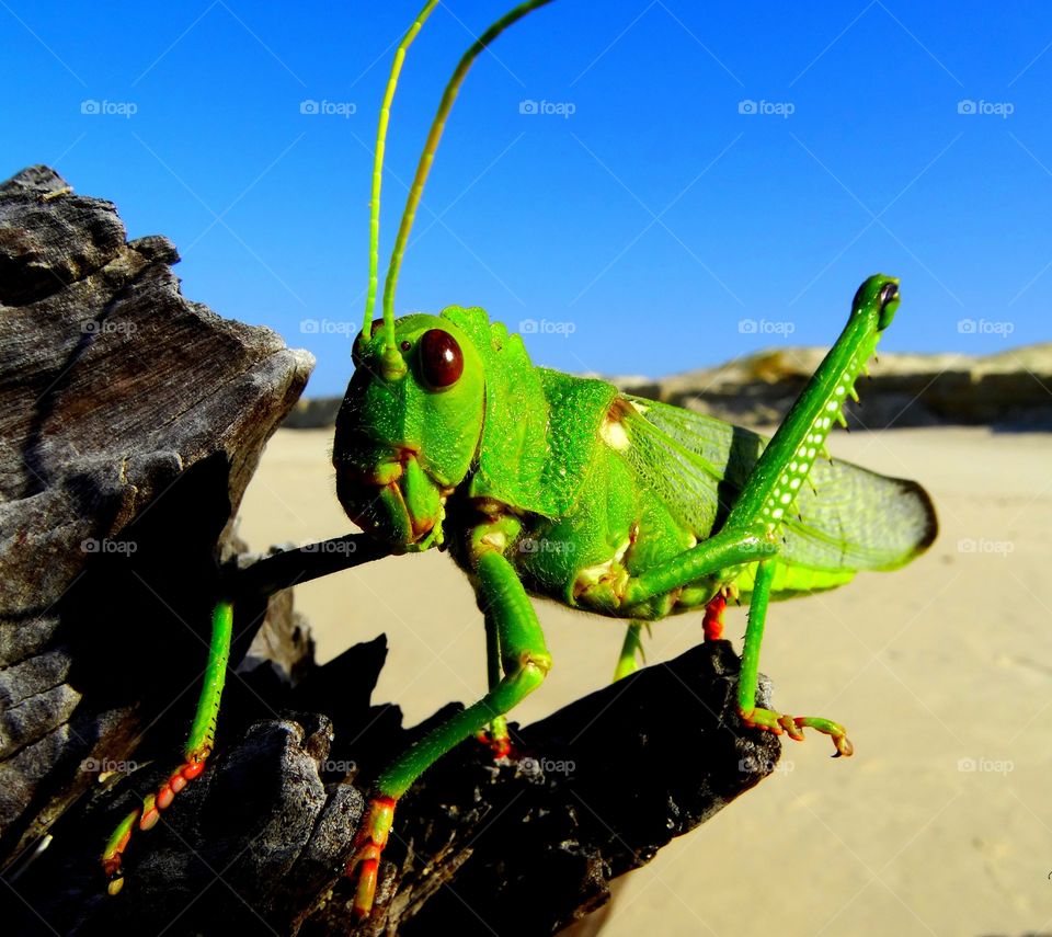 A grasshopper. A grasshopper on the beach