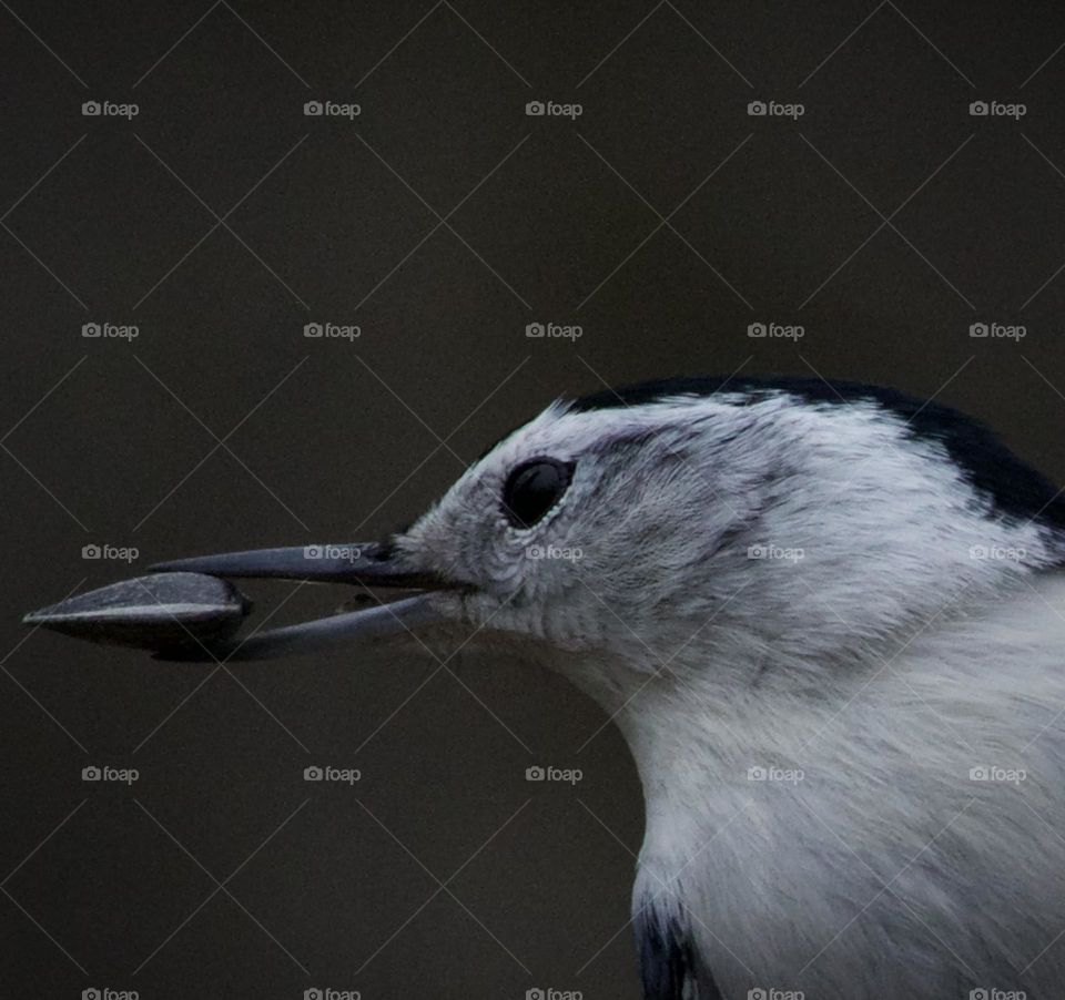 One with the snack; Nuthatch and Sunflower seed