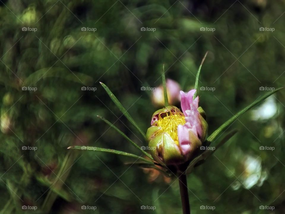 Macro photo of a flower growing in the garden