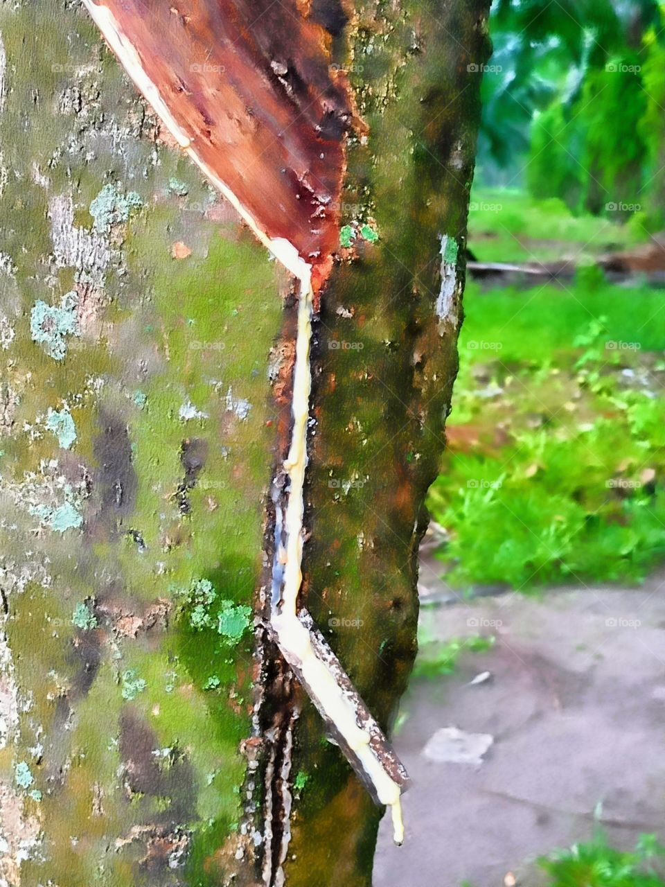 Rubber tapping on tree. in