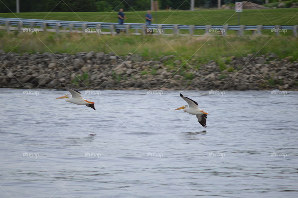 Pelicans take flight on the Mighty Mississipi just south of Lock and Dam No. 11 in Dubuque, Iowa. 