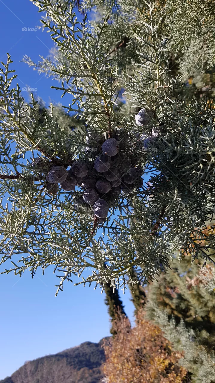 trees
