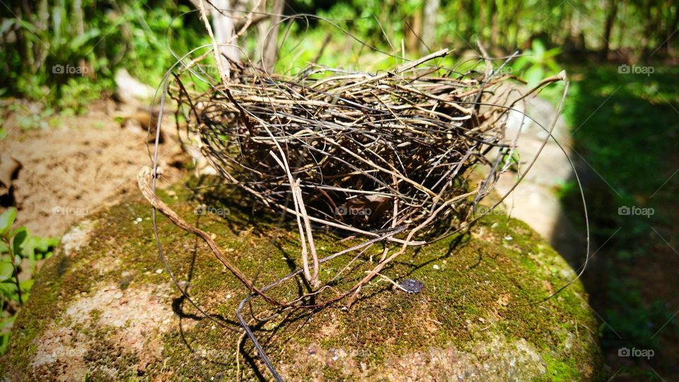 Nest