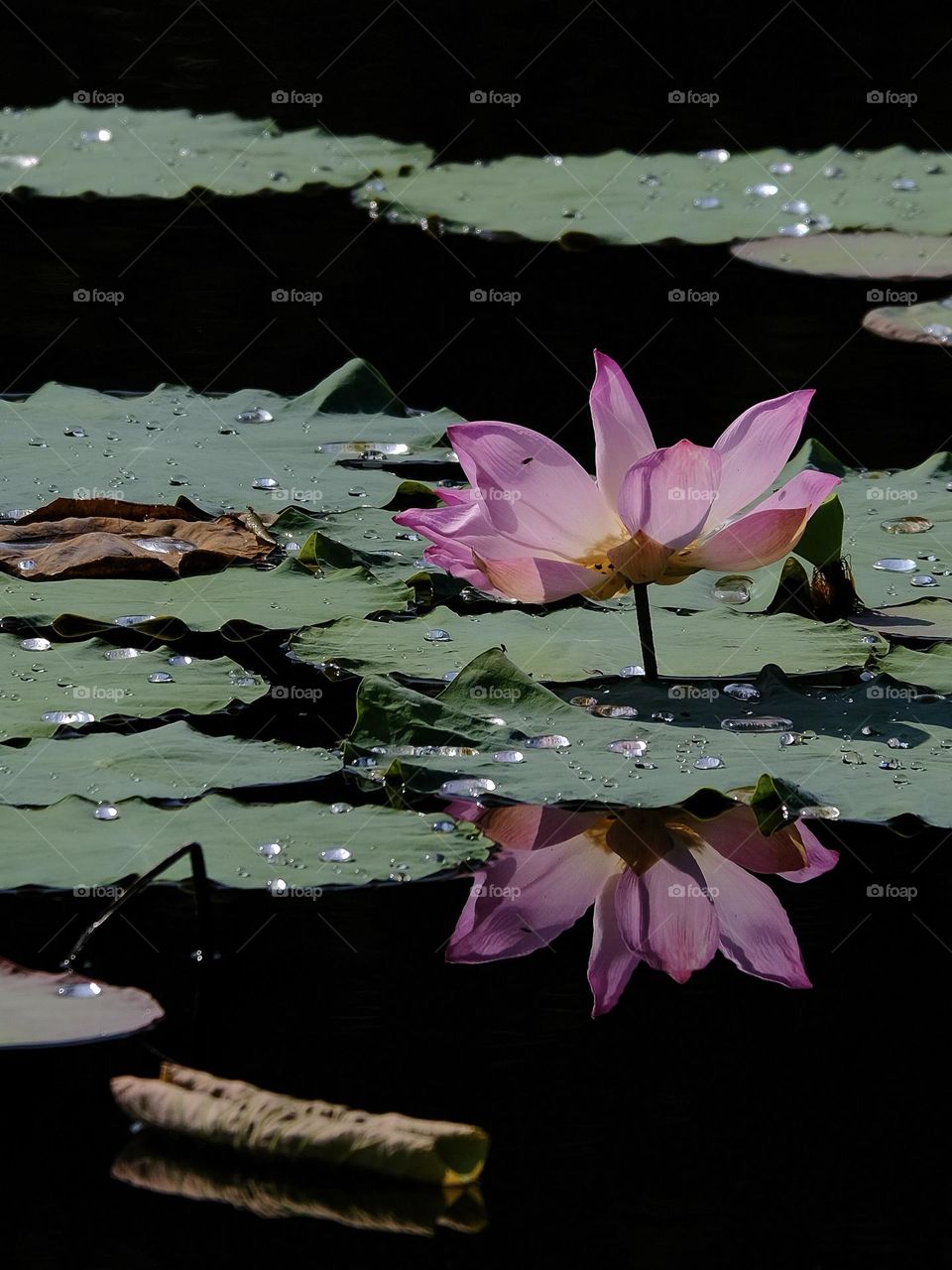 Beautiful blooming lotus flower in the lake garden.