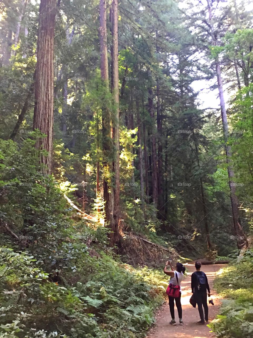 Morning Walks - Two women take a unique and brisk morning walk through forest observing the largest coast redwoods, commonly known as the giant sequoia. 