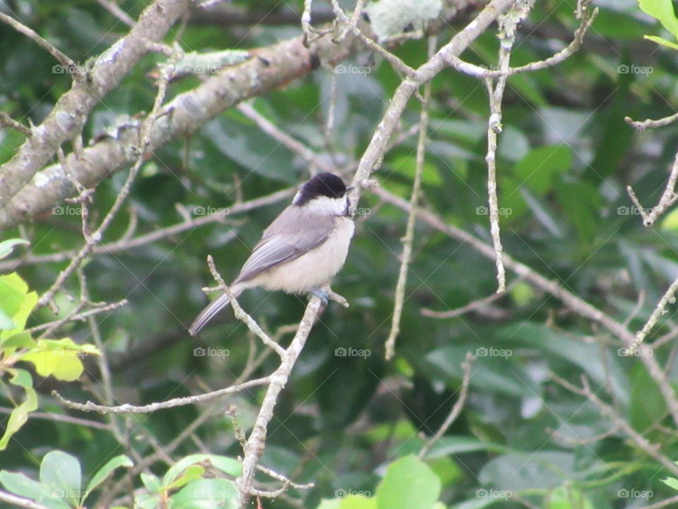 Chickadee