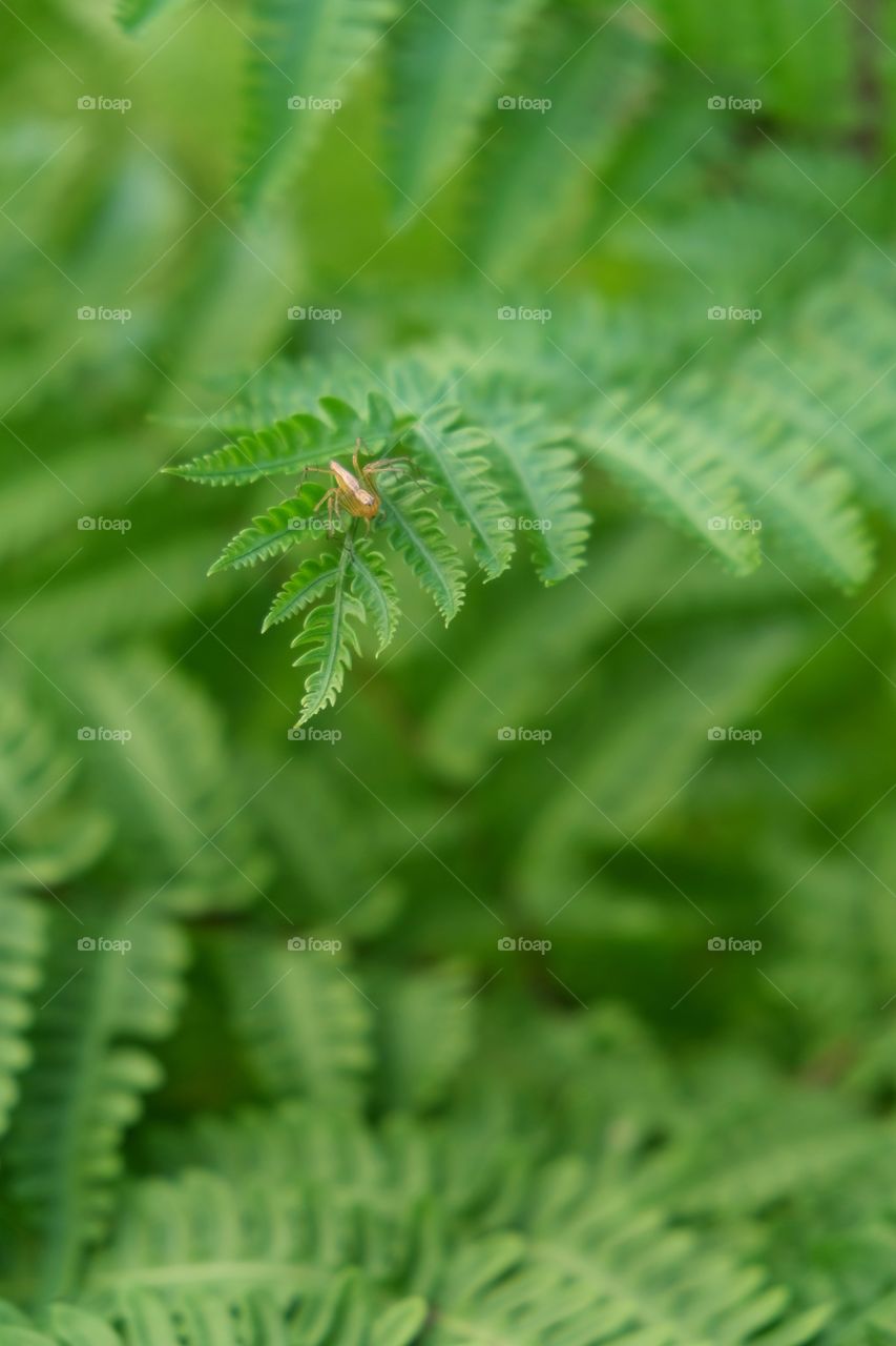 fern leaves