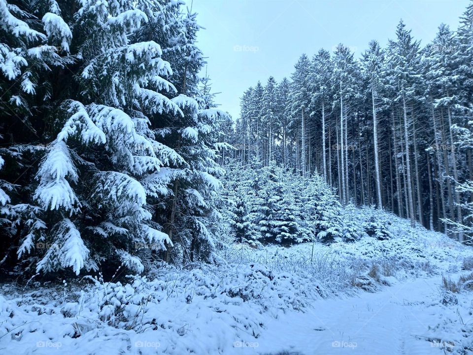 The Beauty of Snow and Fir Trees