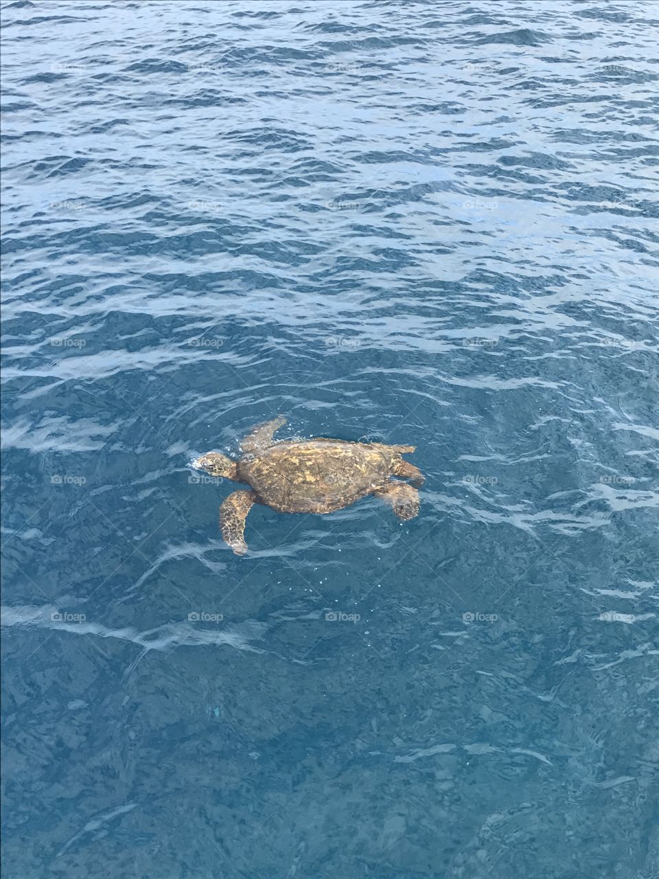 Saw a turtle in Kauai! 