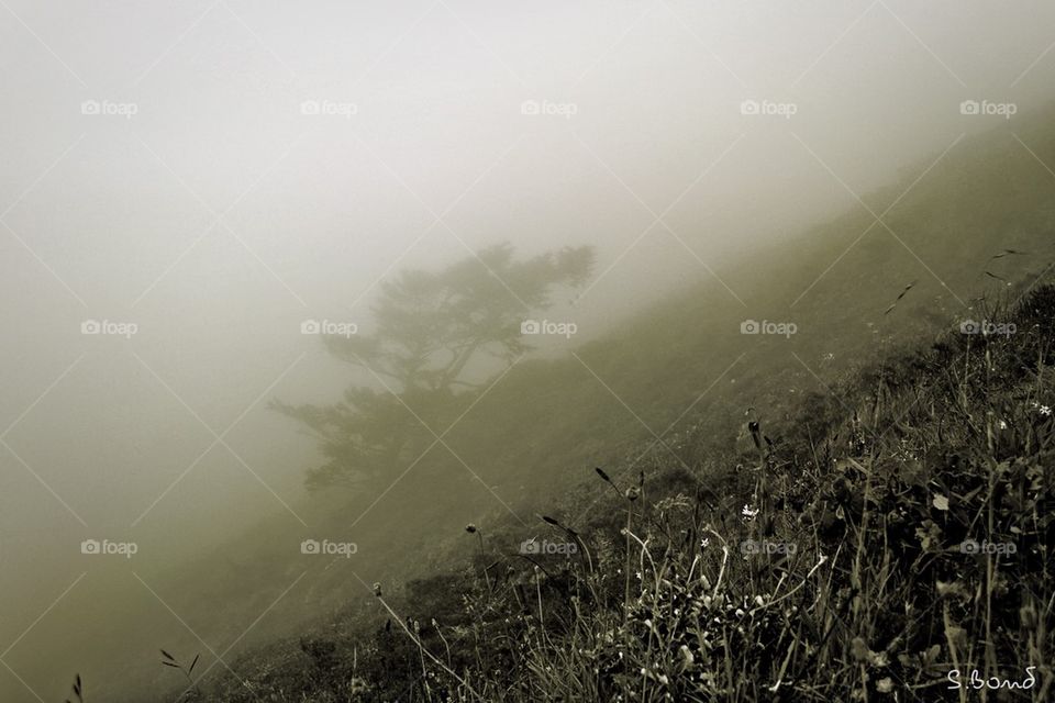 Tree in the fog