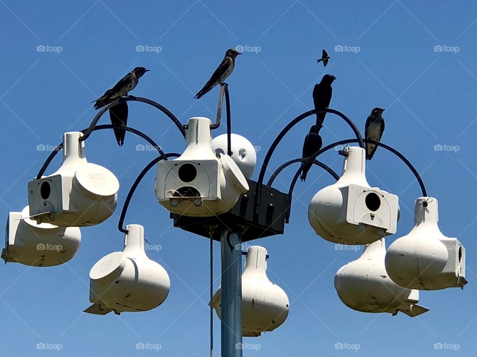 Purple Martins