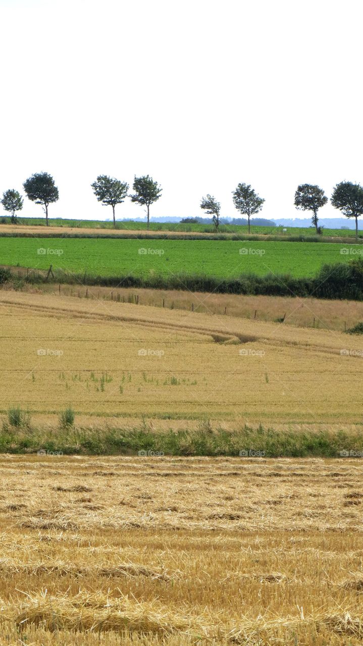 rural landscape