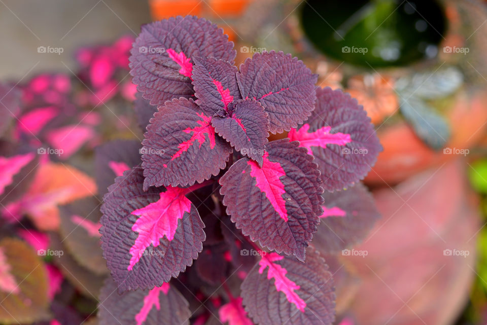Coleus is a tropical Southeast Asian plant of the mint family that has brightly colored variegated leaves and is popular as a houseplant.