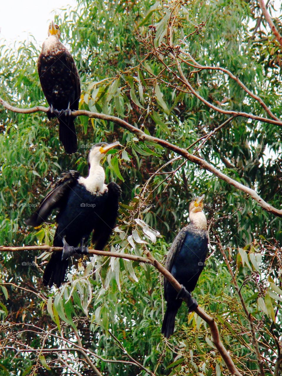 Palm nut vulture
