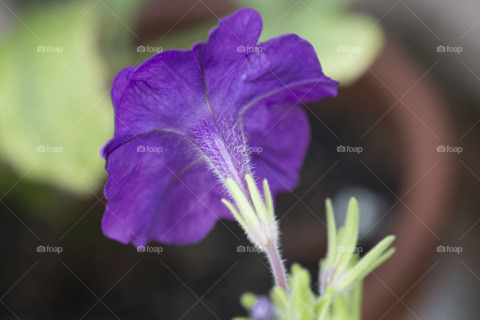 Purple petunia back side