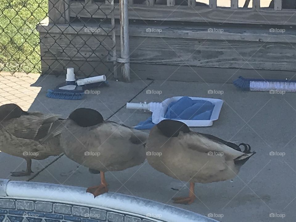 Sleeping ducks